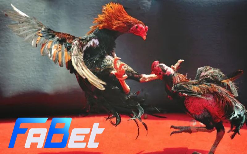 da ga truc tuyen fabet live